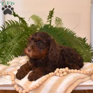 Bubbles, Cavapoo Puppy